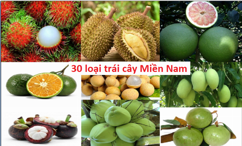 Sự đa dạng của trái cây Bến Tre: Chôm chôm, nhãn, vú sữa và nhiều loại quả nhiệt đới khác
